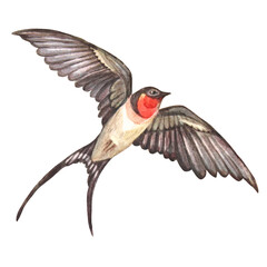 Watercolor swift flying swallow in sky isolated on white background. Hand-drawn spring and summer bird for card or wedding celebration invite. Clipart for sticker or book and sketchbook. Wallpaper
