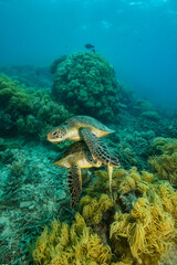 two green turtle in the great barrier reef