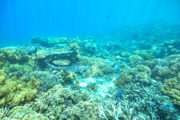 Fototapeta na wymiar white tip shark in the great barrier reef