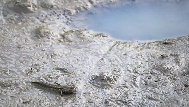 Mudskipper crawling on mud flats towards a water hole. This species of mudskipper is known as blue spotted mudskipper or Boleophthalmus boddarti which is amphibian fish in india.