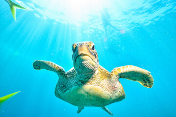 green turtle in the great barrier reef - Powered by Adobe