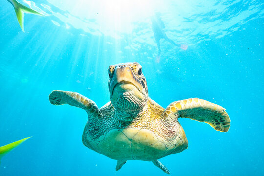 Green Turtle In The Great Barrier Reef