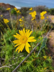 yellow dandelions on a meadow
