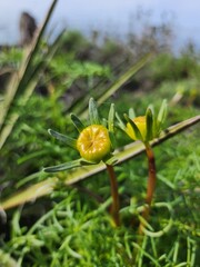 flower on green background