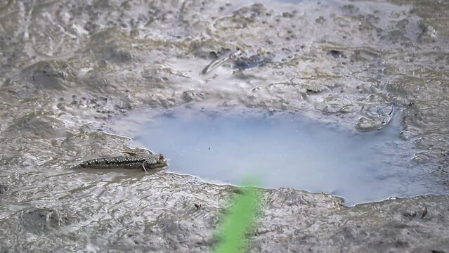 Mudskipper crawling on mud flats towards a water hole. This species of mudskipper is known as blue spotted mudskipper or Boleophthalmus boddarti which is amphibian fish in india.