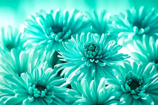 Artistic shot of chrysanthemum flower, Turquoise Blue Color beautiful flowers background