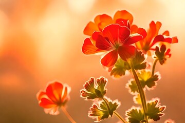 Obraz na płótnie Canvas Artistic shot of geranium flower, Sunset Orange Color beautiful flowers background