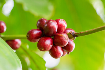 Close up fresh organic red raw and ripe coffee,coffee plant coffee beans ripening on the branch. Fresh red and green coffee berries background. Arabica and robusta coffee