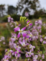 flowers on a meadow