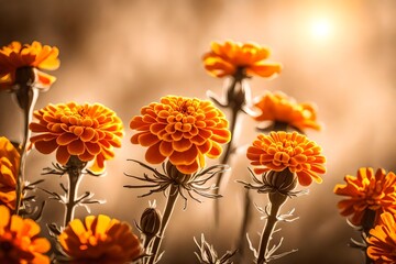 Artistic shot of marigold flower, Golden Orange Color beautiful flowers background