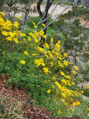flowers in the garden