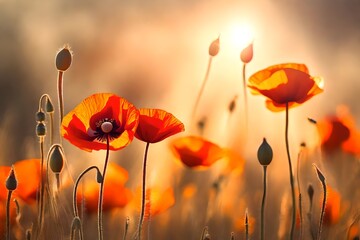 Artistic shot of poppy flower, Fire Orange Color beautiful flowers background