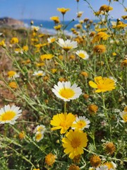 yellow flowers in the garden