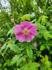 pink and white flowers