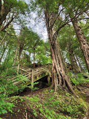 wooden bridge in the forest
