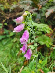 flower in the garden