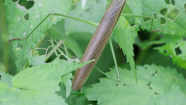 葉っぱの上で休む大きなカマキリ