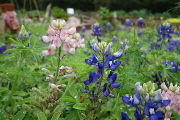 Fototapeta premium flowers in the garden