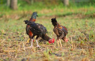 Photo of chickens looking for food in the fields.
