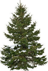 Pine tree isolated on transparent background. Snow covered fir tree in winter	
