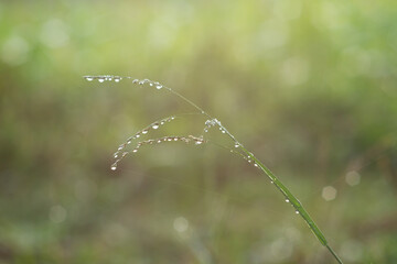 Photo of dew on grass.