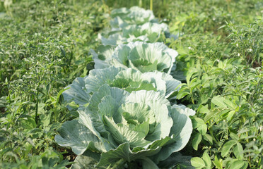 Photo of a very fertile cabbage plant.