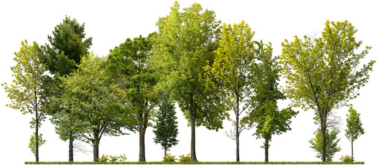 Cutout tree line. Forest and green foliage in summer. Row of trees and shrubs isolated on...