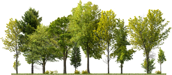 Cutout tree line. Forest and green foliage in summer. Row of trees and shrubs isolated on transparent background. Forest scape. High quality clipping mask