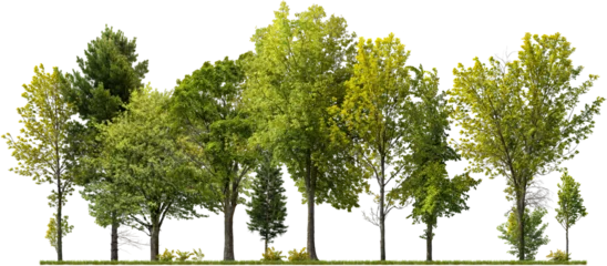 Foto op Aluminium Cutout tree line. Forest and green foliage in summer. Row of trees and shrubs isolated on transparent background. Forest scape. High quality clipping mask © Kimo