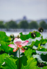 pink water lily