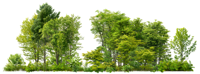 Cutout tree line. Forest and green foliage in summer. Row of trees and shrubs isolated on transparent background. Forest scape. High quality clipping mask