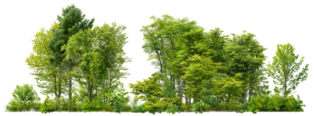 Foto op Aluminium Cutout tree line. Forest and green foliage in summer. Row of trees and shrubs isolated on transparent background. Forest scape. High quality clipping mask © Kimo