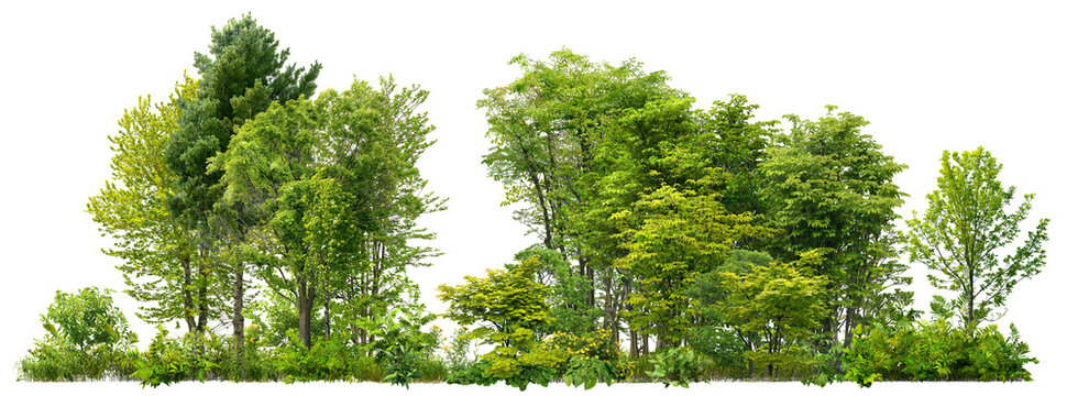 Fototapeta Cutout tree line. Forest and green foliage in summer. Row of trees and shrubs isolated on transparent background. Forest scape. High quality clipping mask