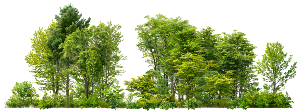 Cutout tree line. Forest and green foliage in summer. Row of trees and shrubs isolated on transparent background. Forest scape. High quality clipping mask