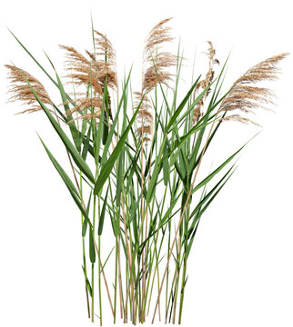 Cattail and reed plant isolated on transparent background	
