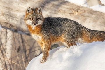 Regal Gray Fox (Urocyon cinereoargenteus) in the snow.  Small orange and gray canid prowls though the winter landscape in search for scare food sources. Taken in controlled conditions.