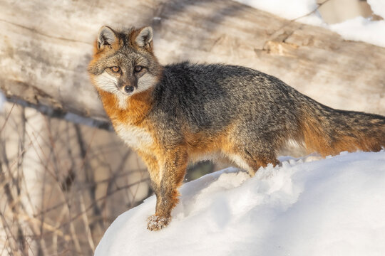 Regal Gray Fox (Urocyon cinereoargenteus) in the snow.  Small orange and gray canid prowls though the winter landscape in search for scare food sources. Taken in controlled conditions.