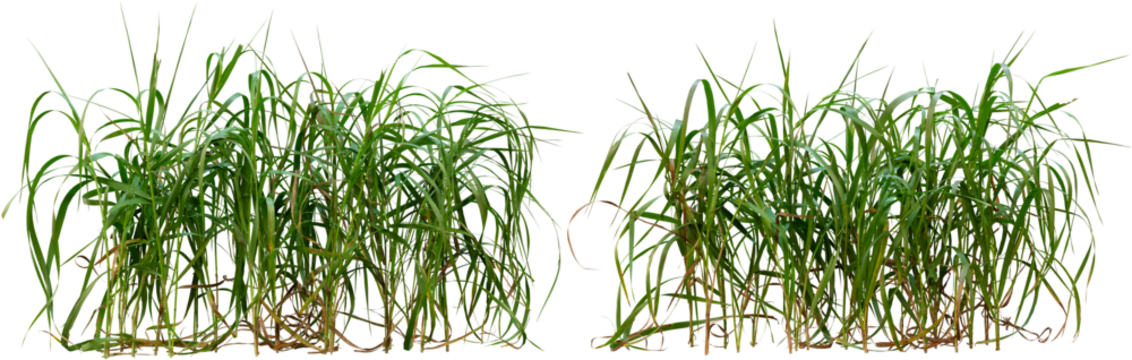 Wild grass isolated on transparent background
