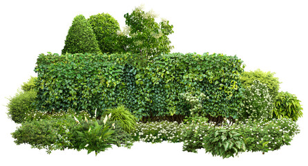 Cutout garden hedge. Garden design isolated on transparent background. Flowering shrub and green plants for landscaping. Flower bed and boxwood hedge - obrazy, fototapety, plakaty