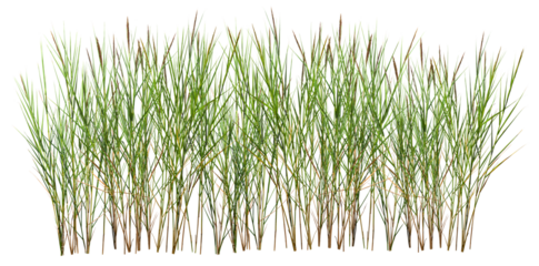Bunch of wild grass. Green tufts isolated on transparent background. Blades of grass	
