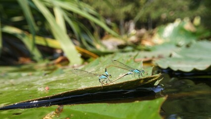 Needles dragonfly are doing mating in nature
