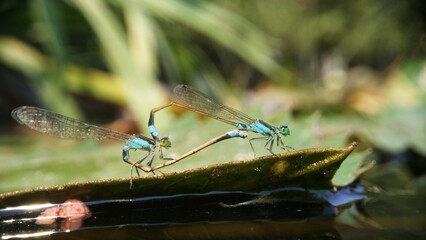 Needles dragonfly are doing mating in nature