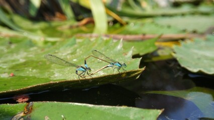 Needles dragonfly are doing mating in nature