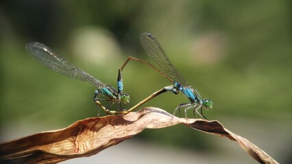 Needles dragonfly are doing mating in nature