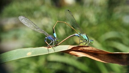 Needles dragonfly are doing mating in nature