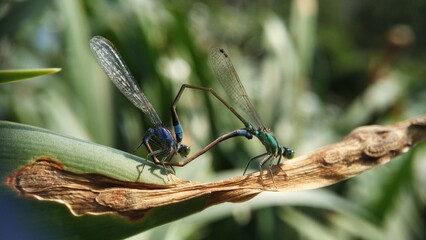 Needles dragonfly are doing mating in nature