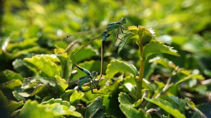 Needles dragonfly are doing mating in nature