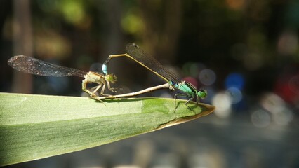 Needles dragonfly are doing mating in nature
