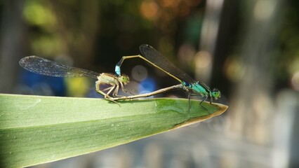 Needles dragonfly are doing mating in nature