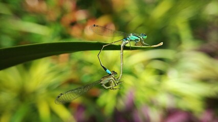 Needles dragonfly are doing mating in nature